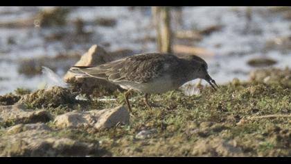 Temminck`s Stint