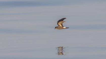 European Storm Petrel