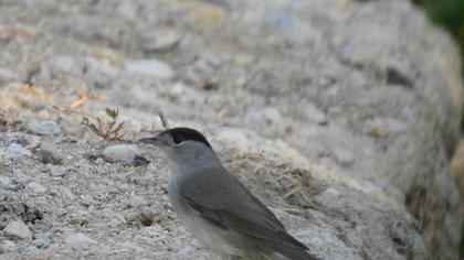 Eurasian Blackcap