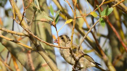 European Greenfinch