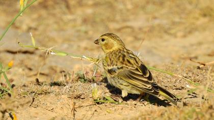 European Serin