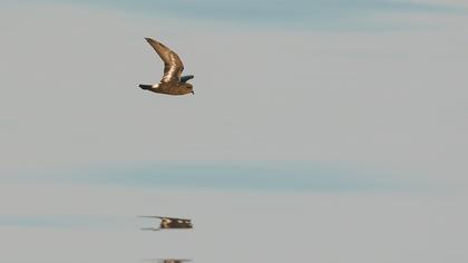 European Storm Petrel