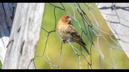 Red-fronted Serin