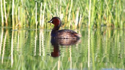 Little Grebe