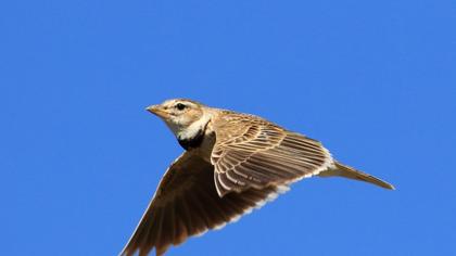 Calandra Lark