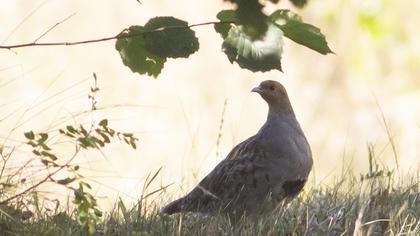 Grey Partridge