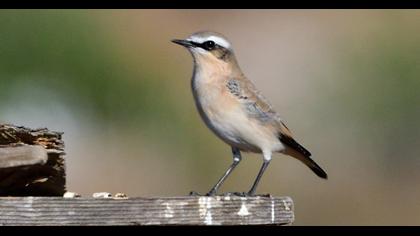 Northern Wheatear