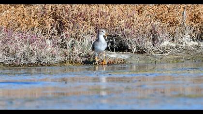Terek Sandpiper