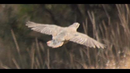 Chukar Partridge