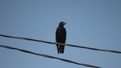 Northern Raven