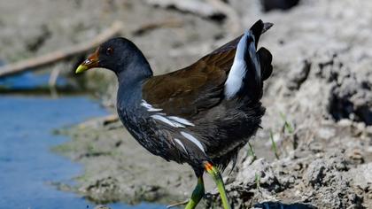 Common Moorhen