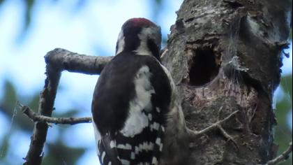 Middle Spotted Woodpecker