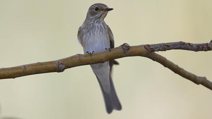 Spotted Flycatcher