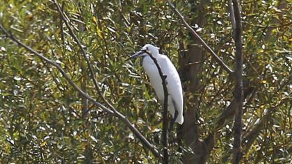 Little Egret
