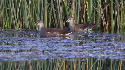 Common Moorhen
