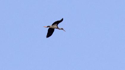 Black Stork