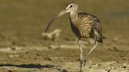 Eurasian Curlew