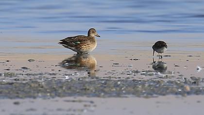 Eurasian Teal