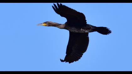 Great Cormorant