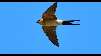 Red-rumped Swallow