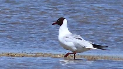 Black-headed Gull