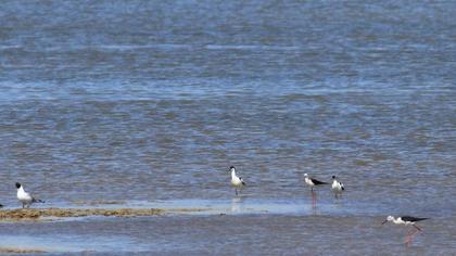 Pied Avocet