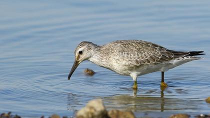 Red Knot
