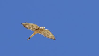 Common Kestrel