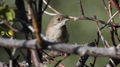 Lesser Whitethroat