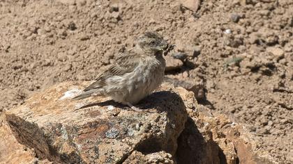 Rock Sparrow