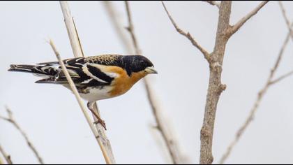 Brambling