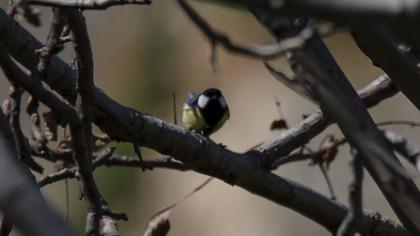 Great Tit