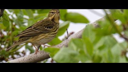 Tree Pipit