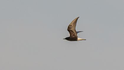 White-winged Tern