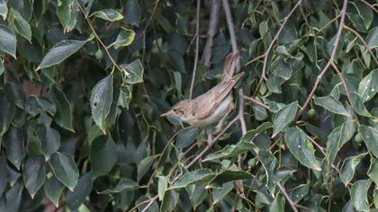 Eastern Olivaceous Warbler