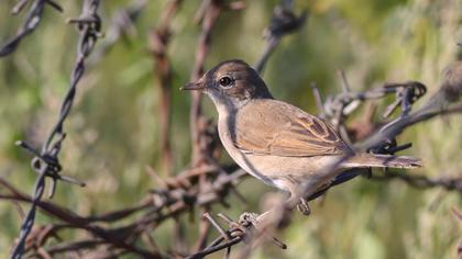 Common Whitethroat