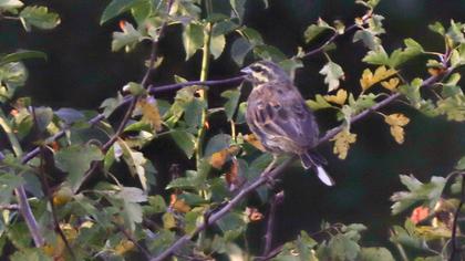Cirl Bunting