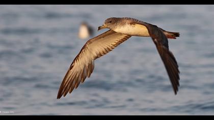 Scopoli`s Shearwater