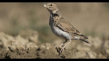 Calandra Lark