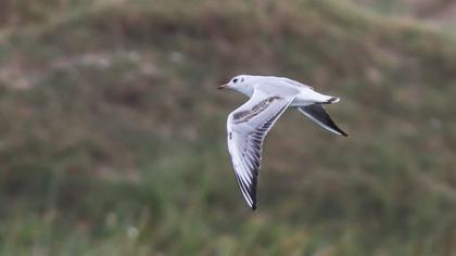 Black-headed Gull