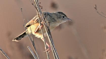 Zitting Cisticola
