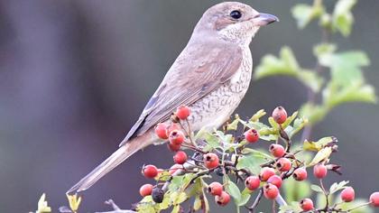 Red-backed Shrike
