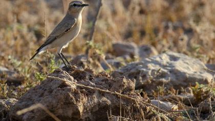 Isabelline Wheatear