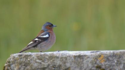 Common Chaffinch