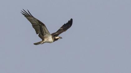 Western Osprey