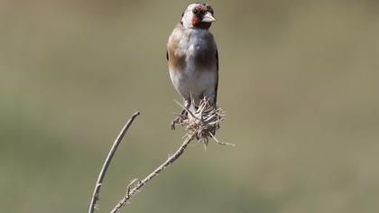 European Goldfinch