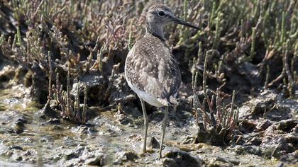 Wood Sandpiper