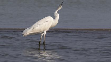 Little Egret