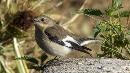 Collared Flycatcher
