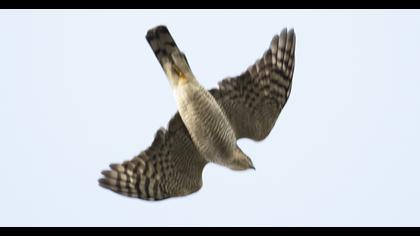 Eurasian Sparrowhawk